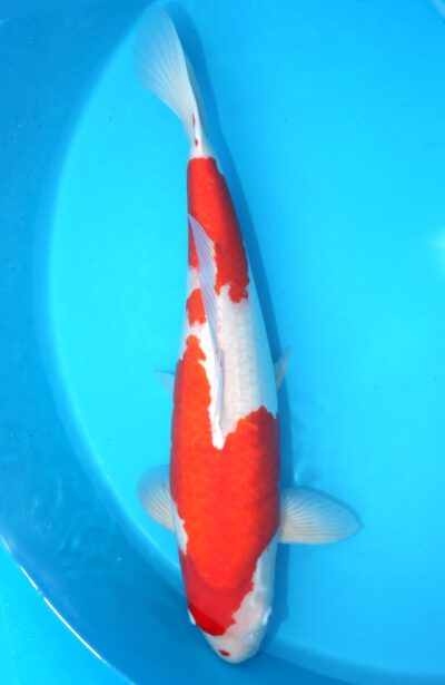 Kohaku